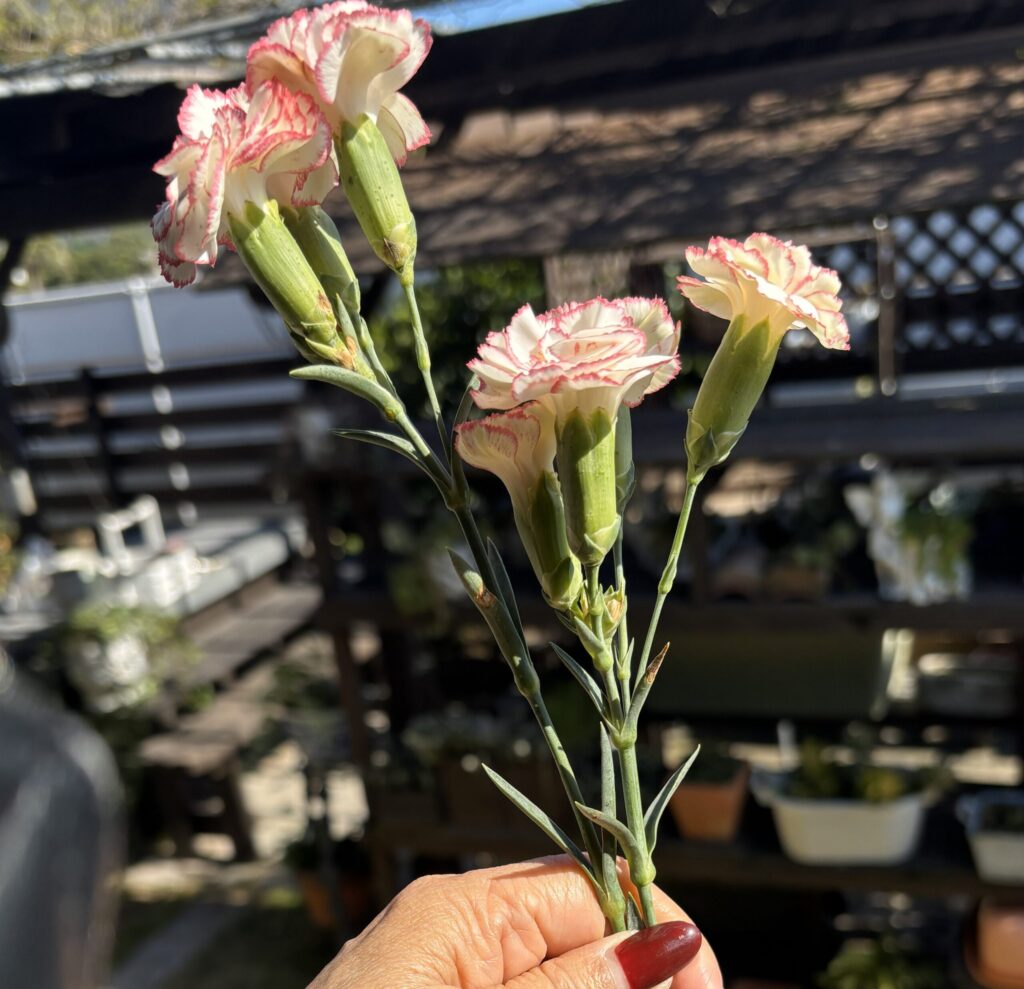 mooiでの食事、花源で花・植物の購入をしたらもらえる切り花