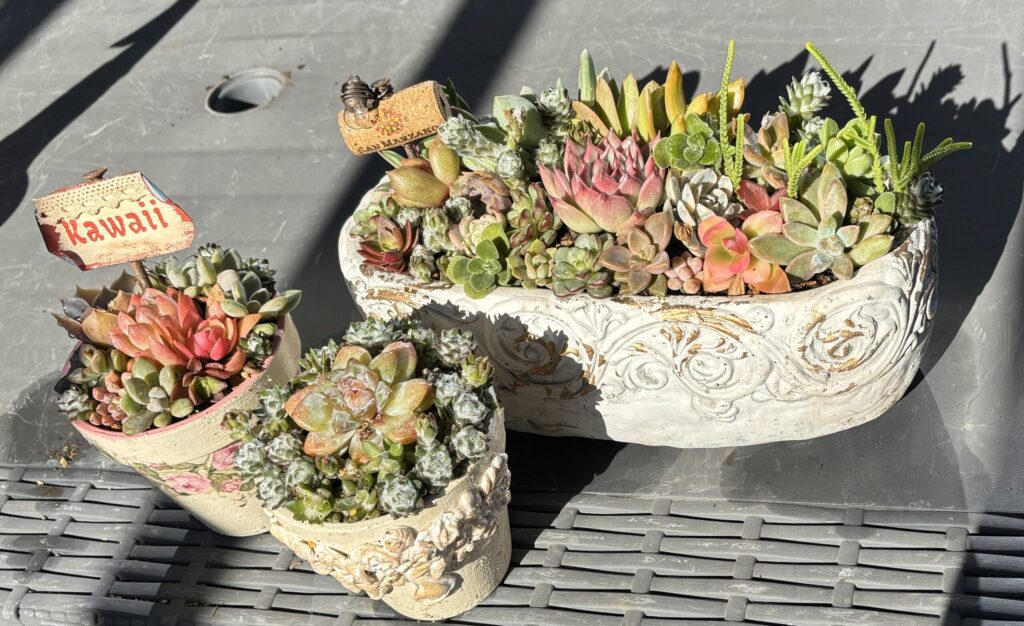 撮影箇所:運営者の自宅
撮影日:2025/11/23
撮影者:運営者