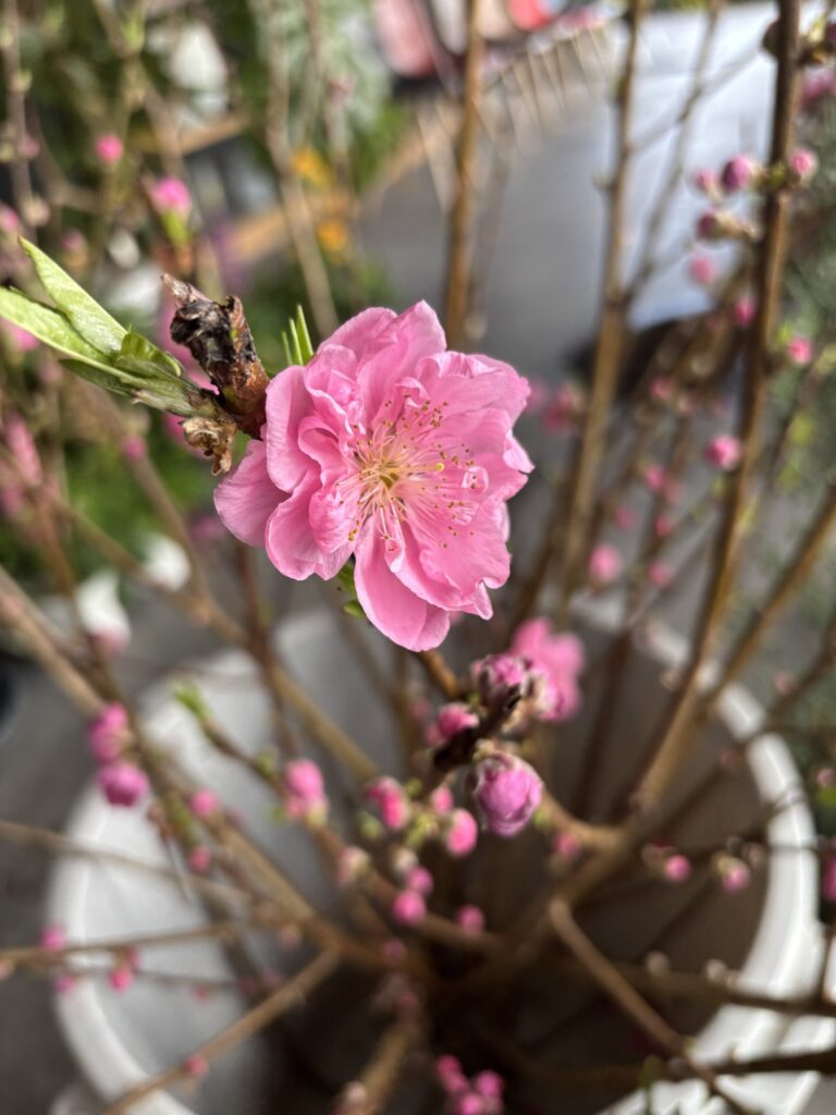 撮影箇所:mooi併設花源の商品【桃の花】
撮影者:運営者
撮影日:2026.3/1