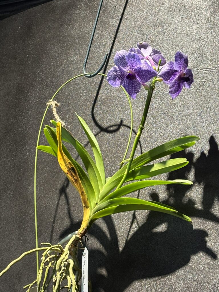 胡蝶蘭系の紫の花
