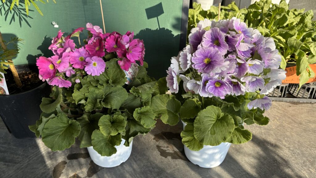 撮影箇所：mooi入口
撮影者：運営者
撮影日：令和8年1月
