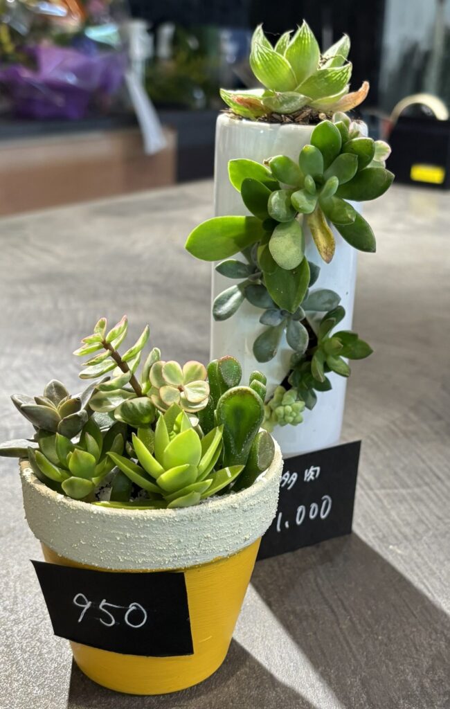 撮影箇所：mooi多肉植物　撮影者：運営者　撮影日：2025/10/25